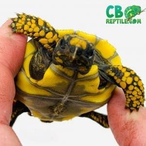 yellow foot tortoise for sale