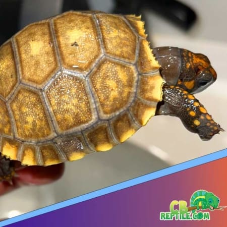 Yellow foot tortoise - Image 11
