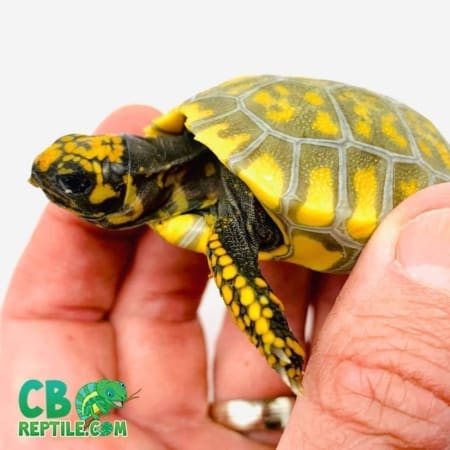 yellow footed tortoise for sale