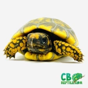 yellow footed tortoises for sale