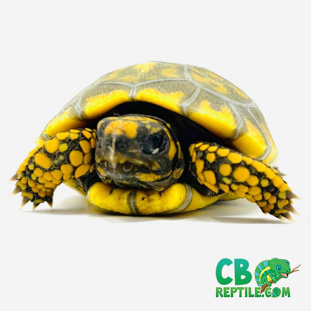 yellow footed tortoise for sale