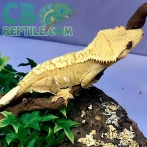 baby harlequin crested gecko