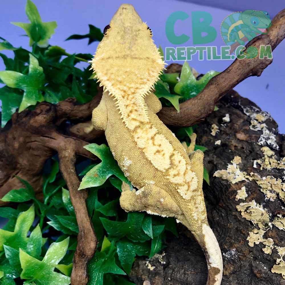 Yellow Harlequin crested gecko for sale online baby yellow harlequin gecko