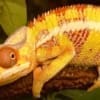 yellow body ambilobe panther chameleon