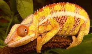 yellow body ambilobe panther chameleon