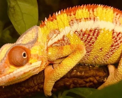 yellow body ambilobe panther chameleon