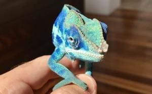 blue Ambanja panther chameleon
