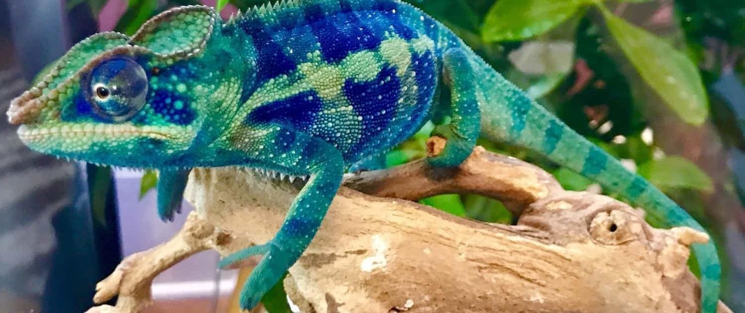 male panther chameleon for sale