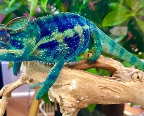 male panther chameleon for sale