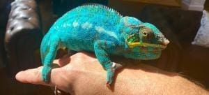 baby ambilobe panther chameleon for sale