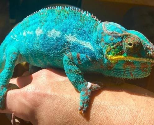 baby ambilobe panther chameleon for sale