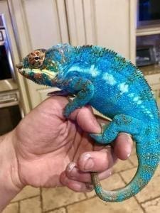 panther chameleon breeder