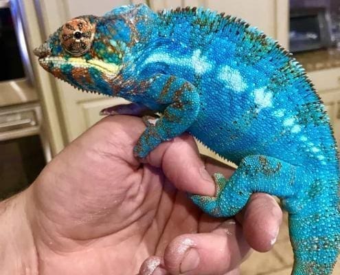 panther chameleon breeder