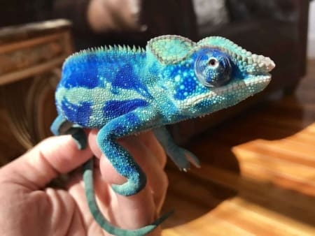 Ambanja panther chameleon sale