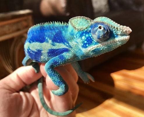 blue ambanja panther chameleon