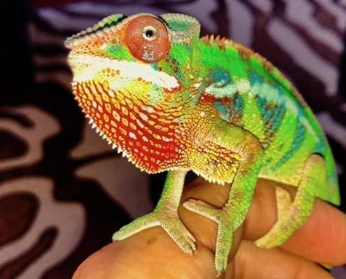 ambilobe panther chameleon for sale