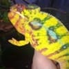 Nosy Mitsio Panther Chameleons for sale