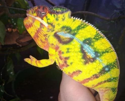 Nosy Mitsio Panther Chameleons for sale