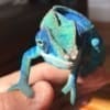 Ambanja Panther Chameleon for sale