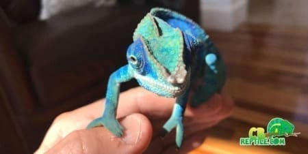 Ambanja Panther Chameleon for sale