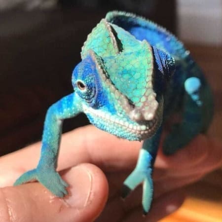 Ambanja Panther Chameleon for sale online | blue chameleons