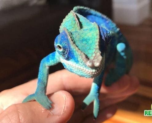 Ambanja Panther Chameleon for sale