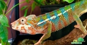 ambilobe panther chameleon