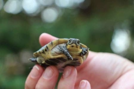 baby blanding's turtle for sale