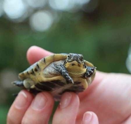 baby blanding's turtle for sale