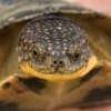 blanding's turtle breeder