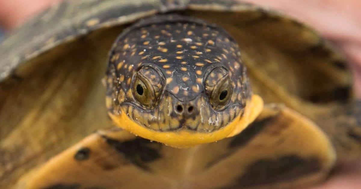 blanding's turtle breeder