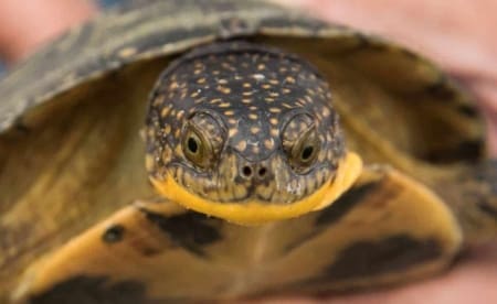 blanding's turtle breeder
