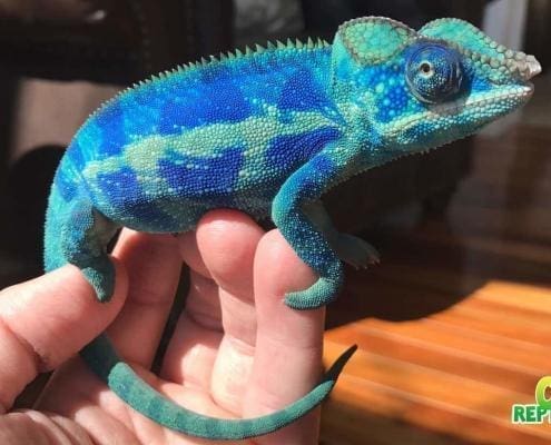 ambanja panther chameleon