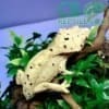 Dalmatian crested gecko