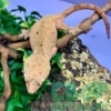 Dalmatian crested gecko for sale