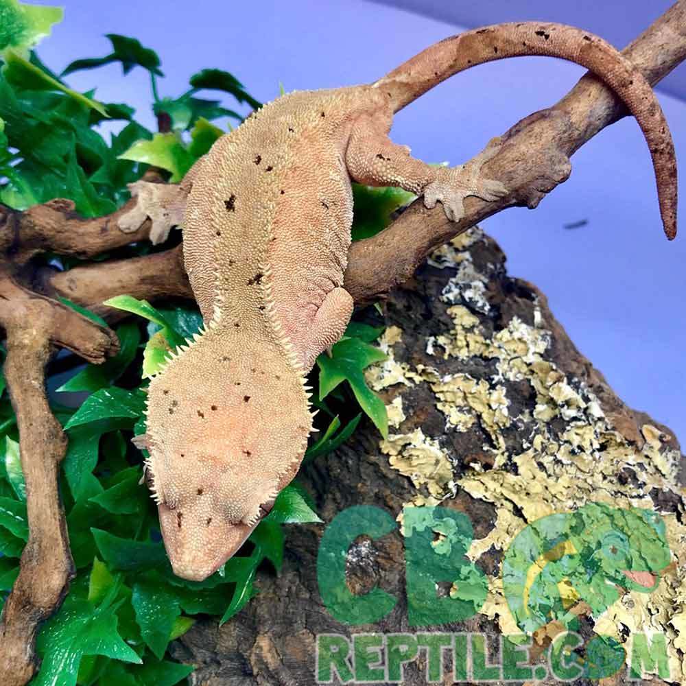 Dalmatian crested gecko for sale