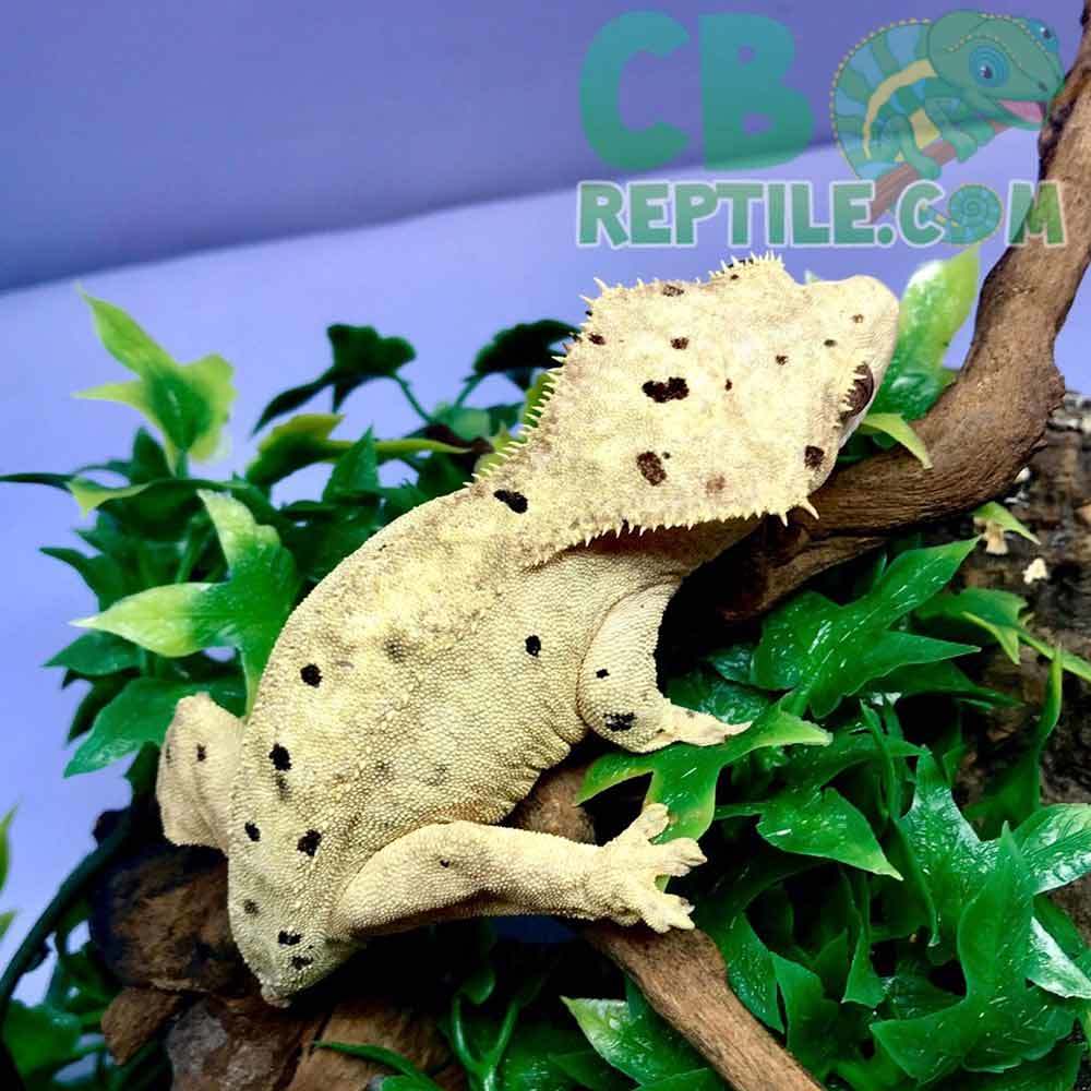 Dalmatian crested gecko