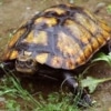 Japanese pond turtles for sale