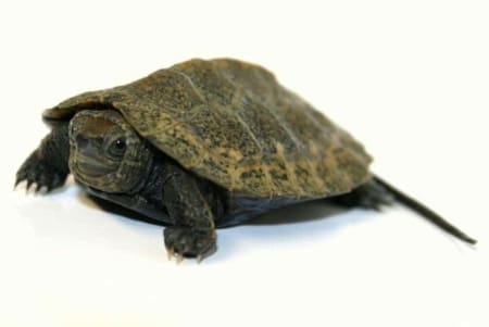 Japanese pond turtle for sale