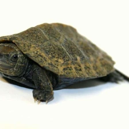 Japanese pond turtle for sale