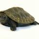 Japanese pond turtle for sale