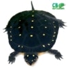 North American Spotted turtle