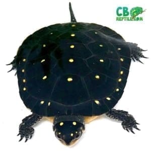 North American Spotted turtle