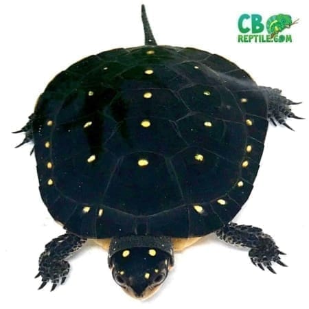 North American Spotted turtle