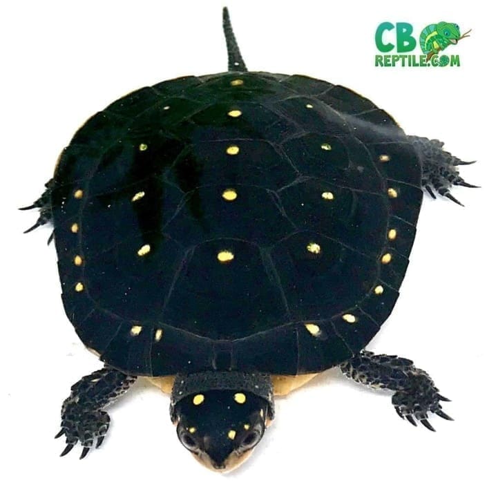 Spotted turtle for sale online baby spotted turtles for sale near me