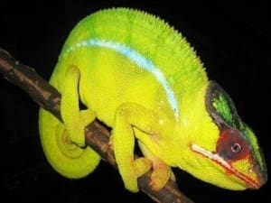 Nosy Mitsio Panther Chameleon for sale