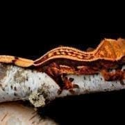 Orange pin stripe crested gecko for sale orange pinstripe crested geckos for sale online near me where to buy baby geckos for sale online, baby crested gecko for sale online near me. orange pinstripe crested gecko