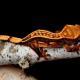 orange pinstripe crested gecko