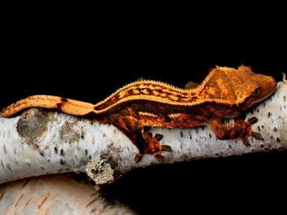 orange pinstripe crested gecko