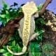 pinstripe crested gecko for sale